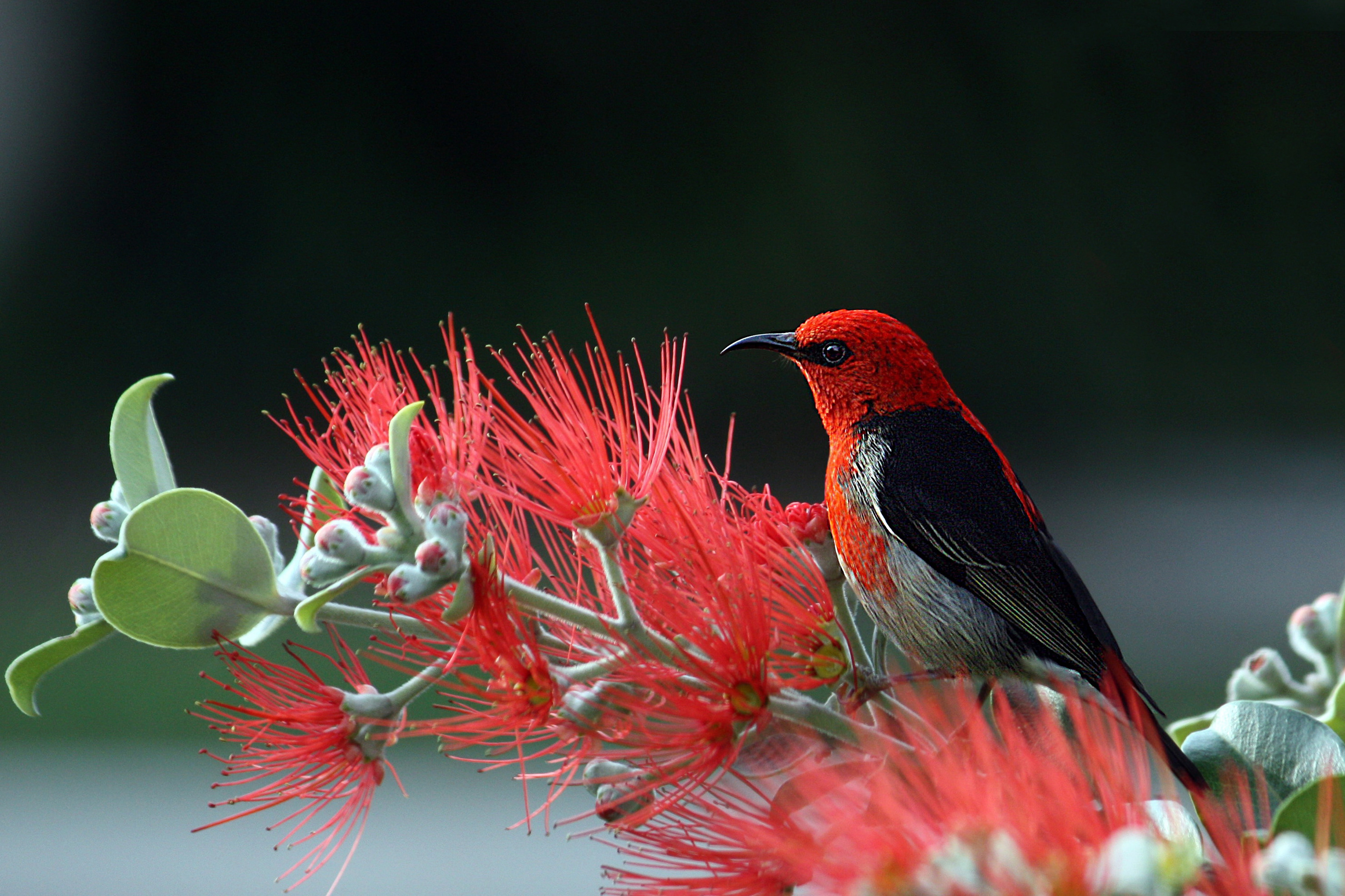 nature-bird-red-wildlife-36762