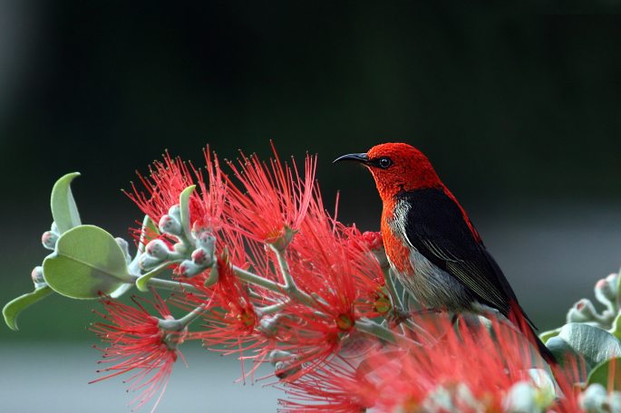 nature-bird-red-wildlife-36762